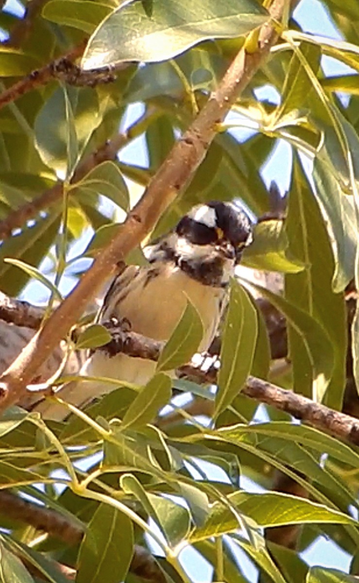 Black-throated Gray Warbler - ML625588340