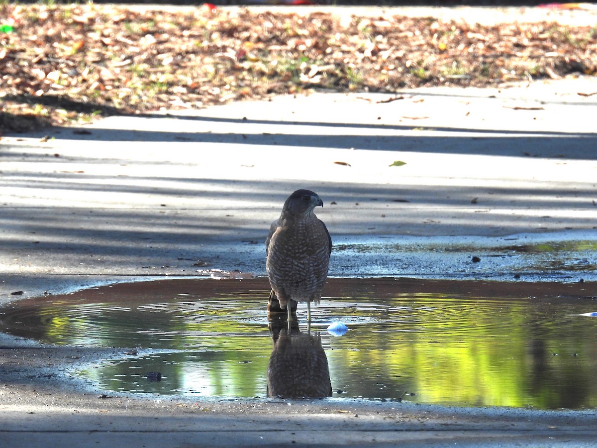 Cooper's Hawk - Chris Dean