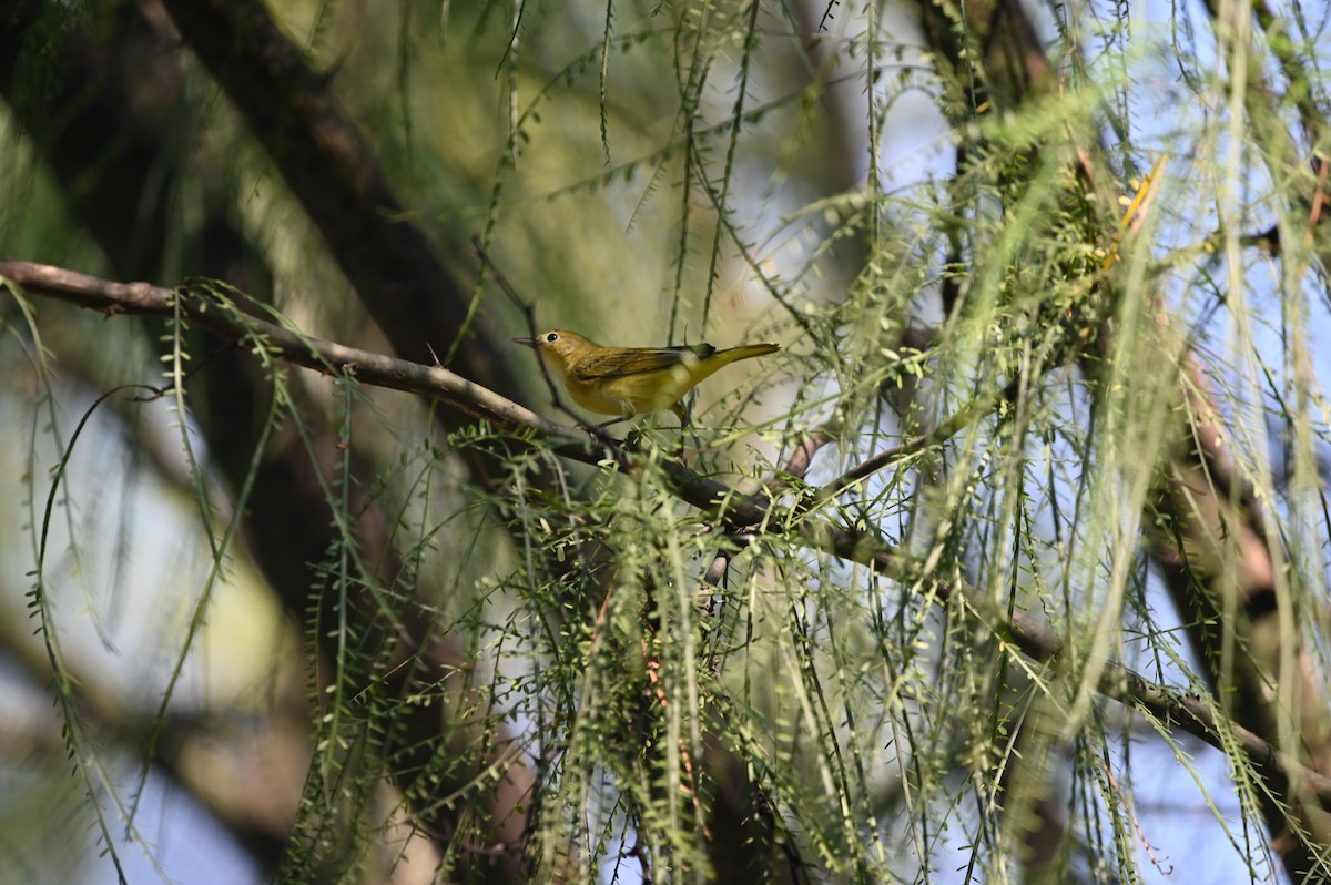 Yellow Warbler - ML625588389