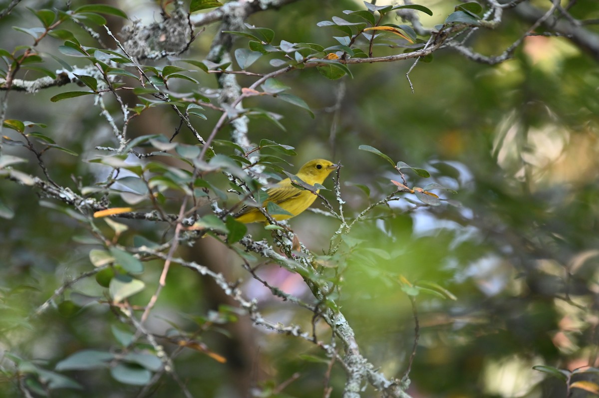 Yellow Warbler - ML625588390