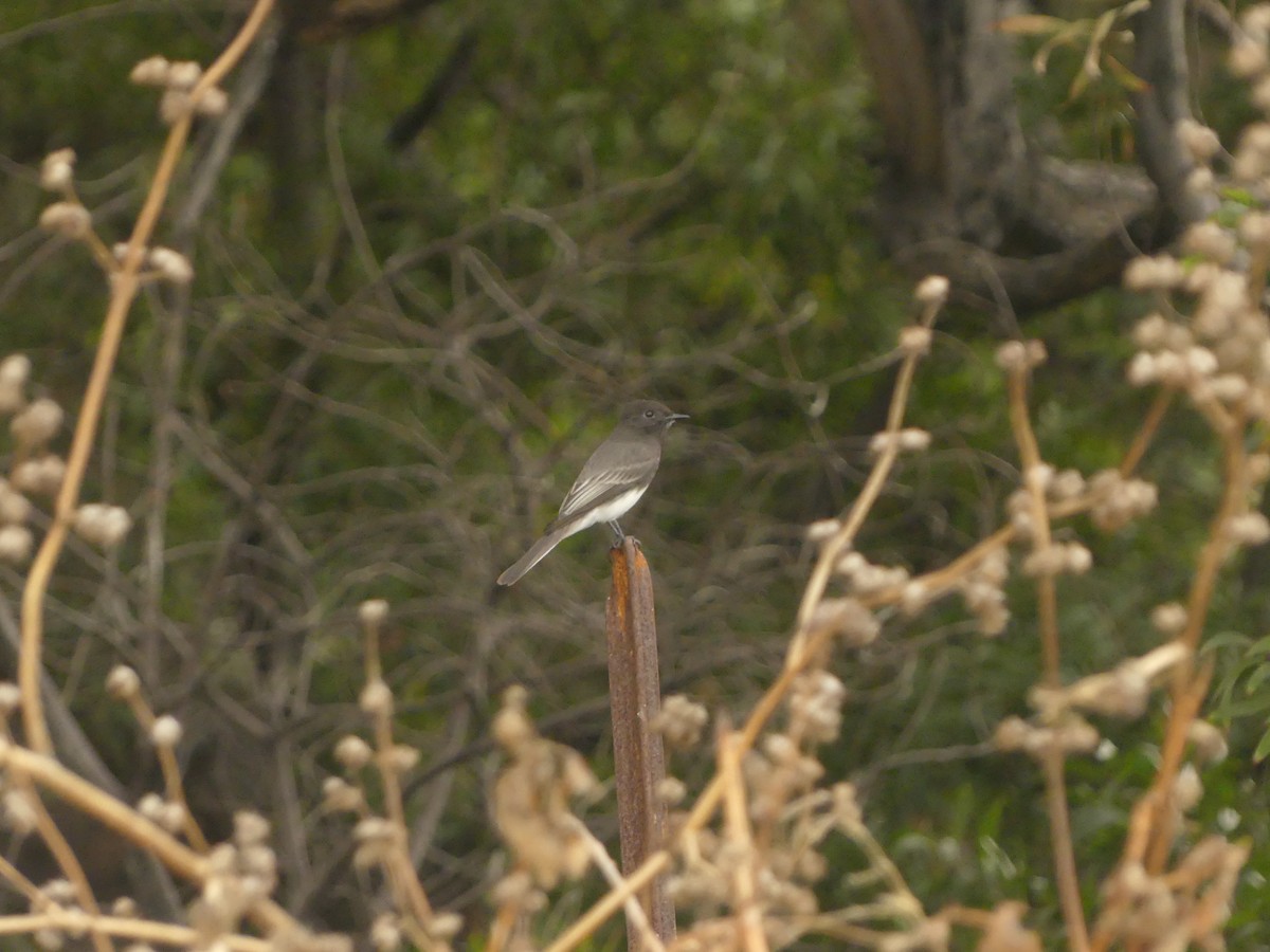 Black Phoebe - ML625588612