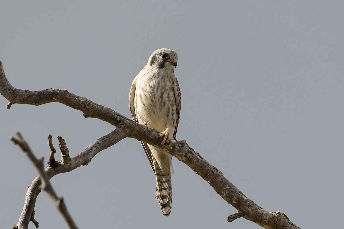 American Kestrel - ML625588670