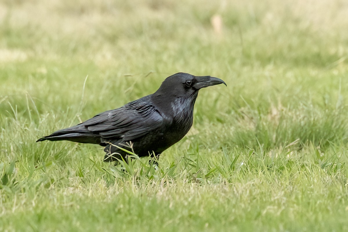 Common Raven - ML625588679