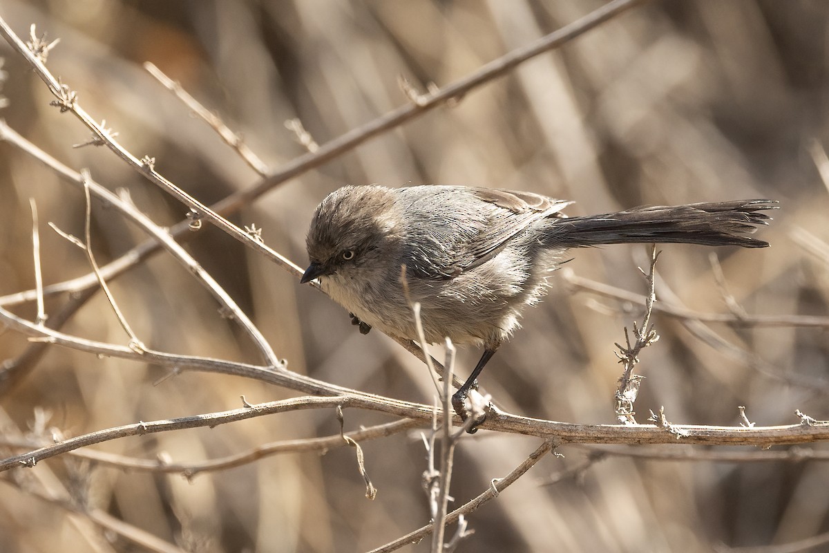 Bushtit - ML625588693