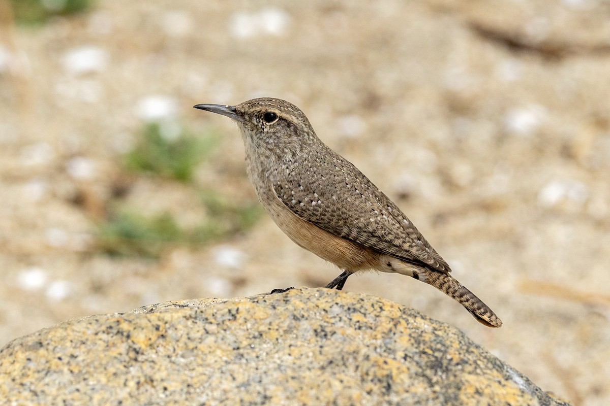 Rock Wren - ML625588701