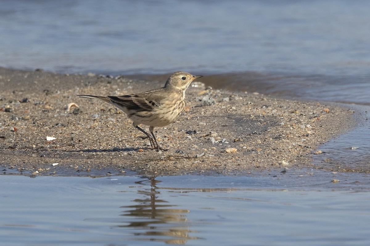 American Pipit - ML625588712