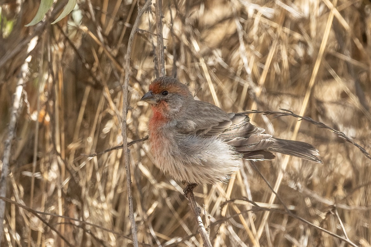 House Finch - ML625588717