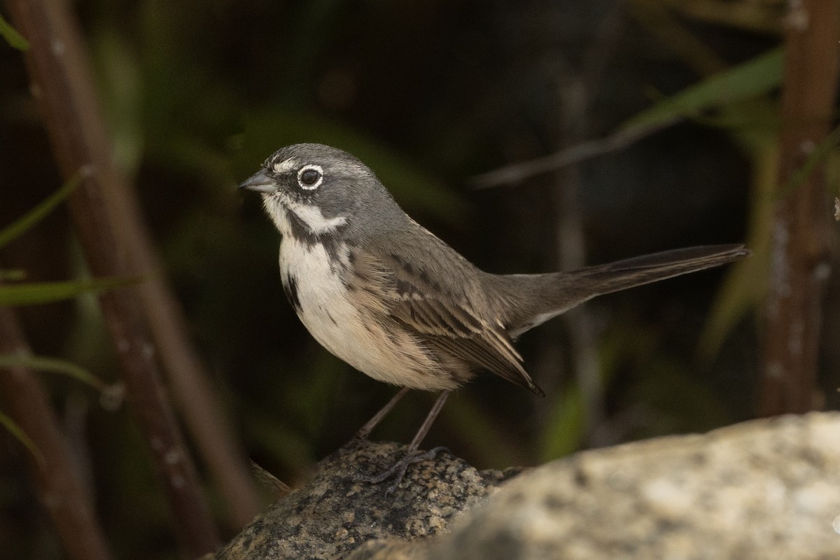 Bell's Sparrow - ML625588721