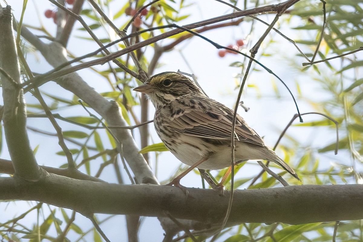 Savannah Sparrow - ML625588727