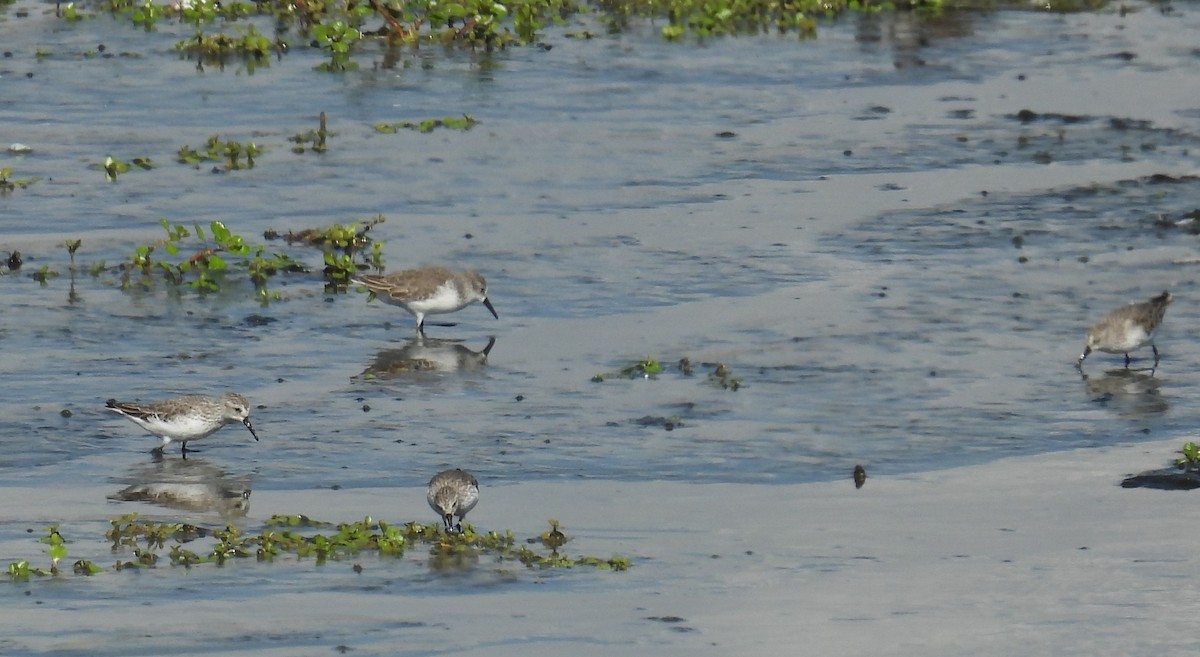 Western Sandpiper - Chris Dean