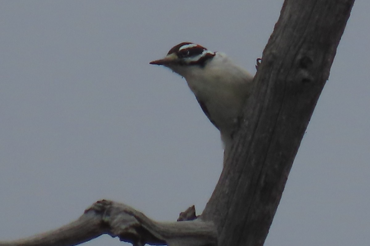 Hairy Woodpecker - ML625588794