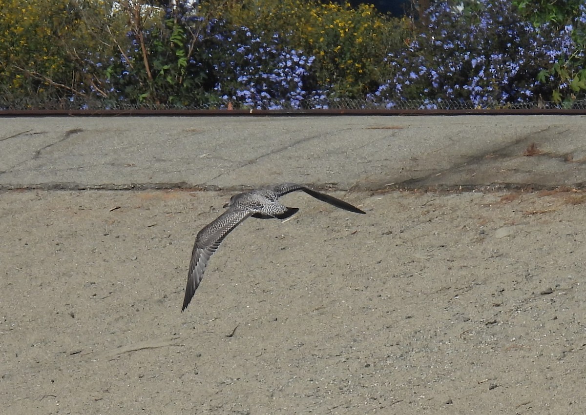 American Herring Gull - Chris Dean