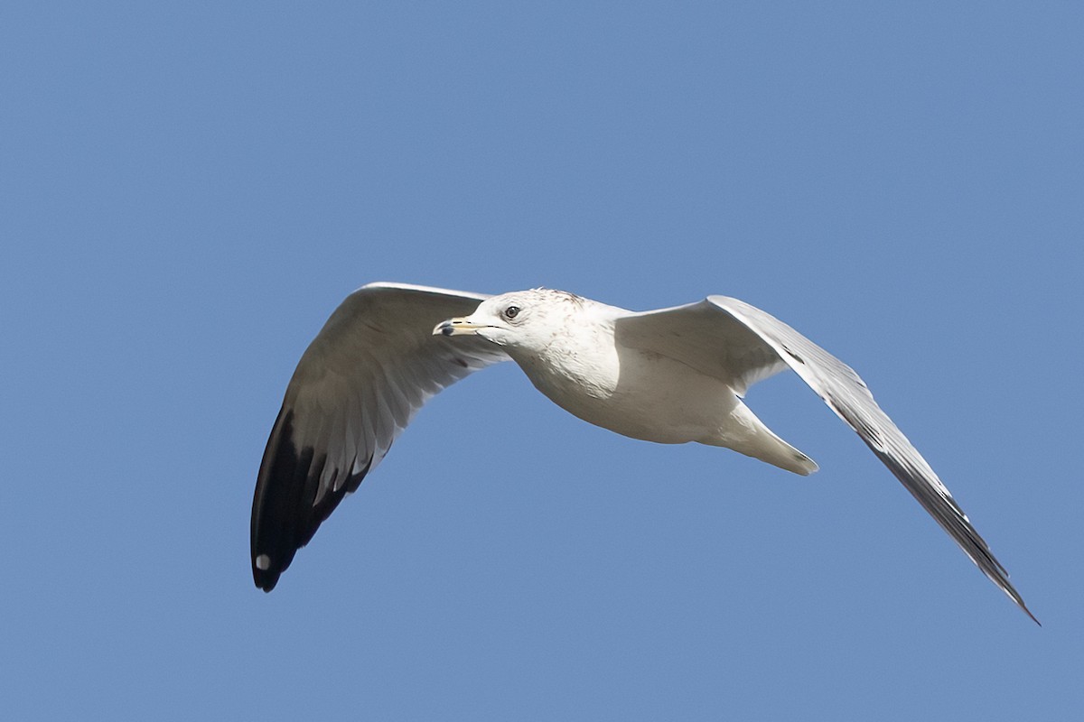 Ring-billed Gull - ML625588905