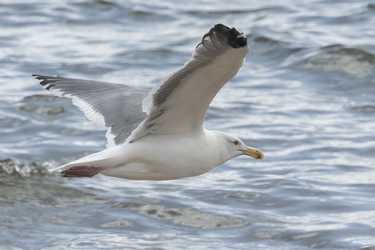 American Herring Gull - ML625588969