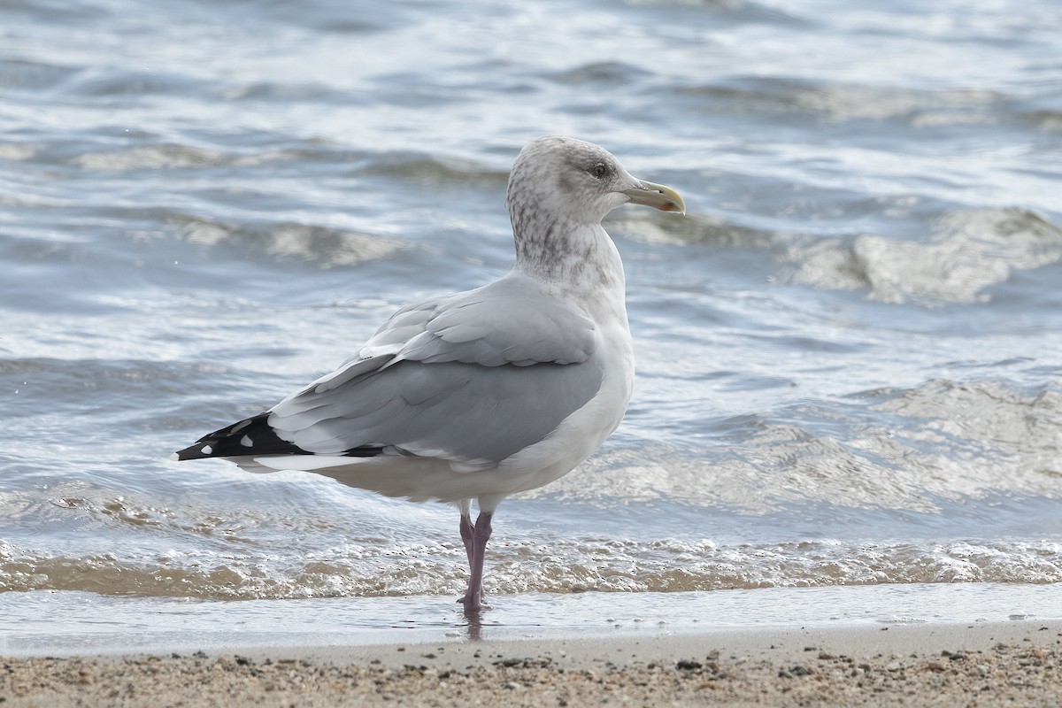 American Herring Gull - ML625588970