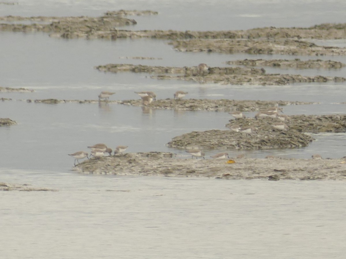 Western Sandpiper - ML625589001