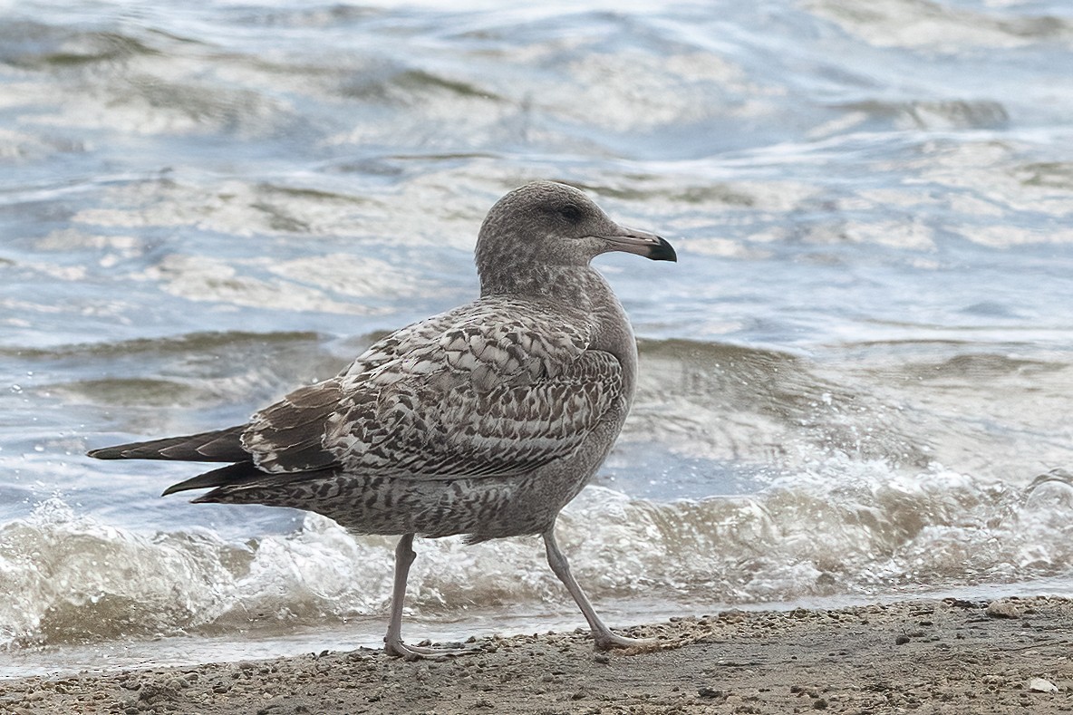 California Gull - ML625589016