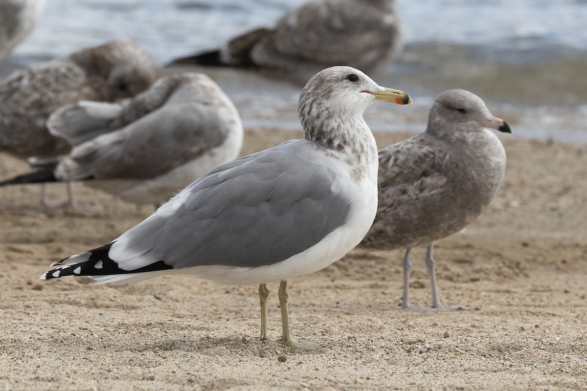 California Gull - ML625589017