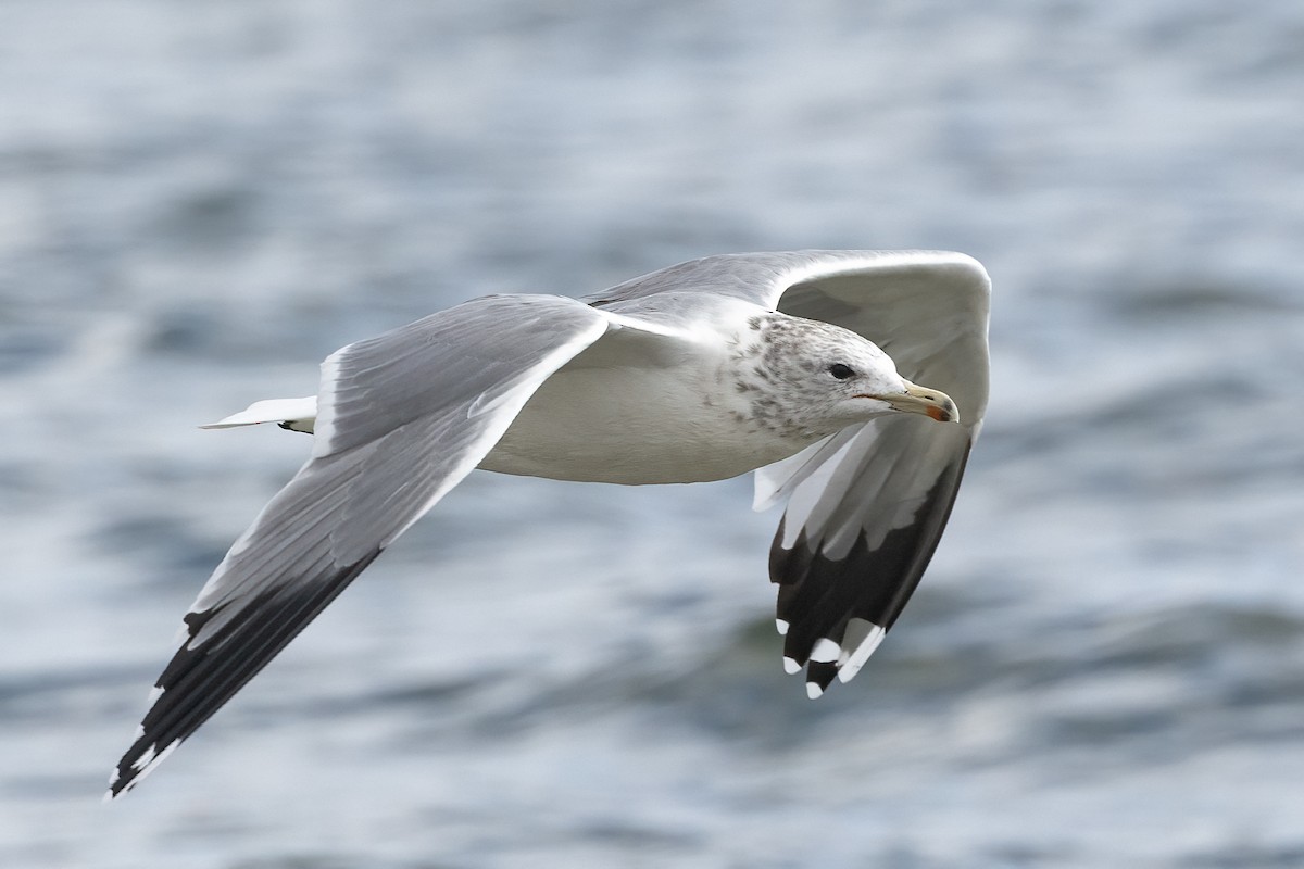 California Gull - ML625589018