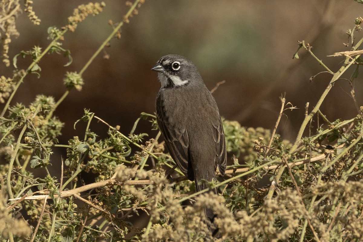 Bell's Sparrow - ML625589082