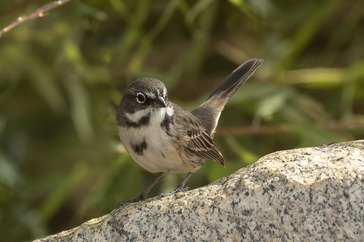 Bell's Sparrow - ML625589083