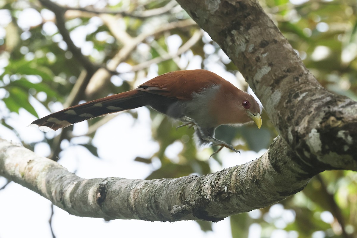 Squirrel Cuckoo - Lyle Hamilton