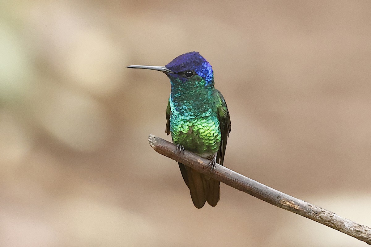 Golden-tailed Sapphire - Lyle Hamilton