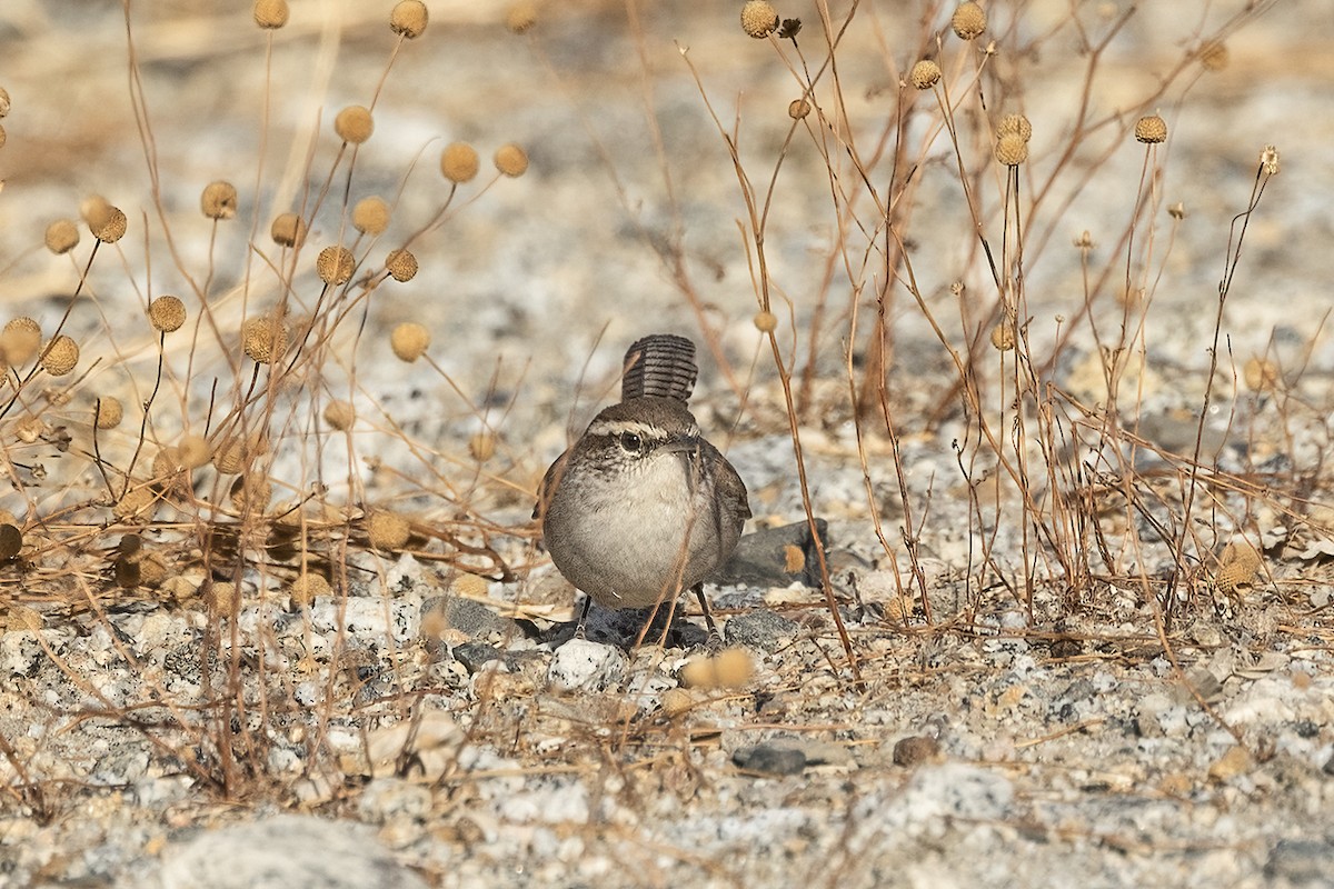 Bewick's Wren - ML625589181