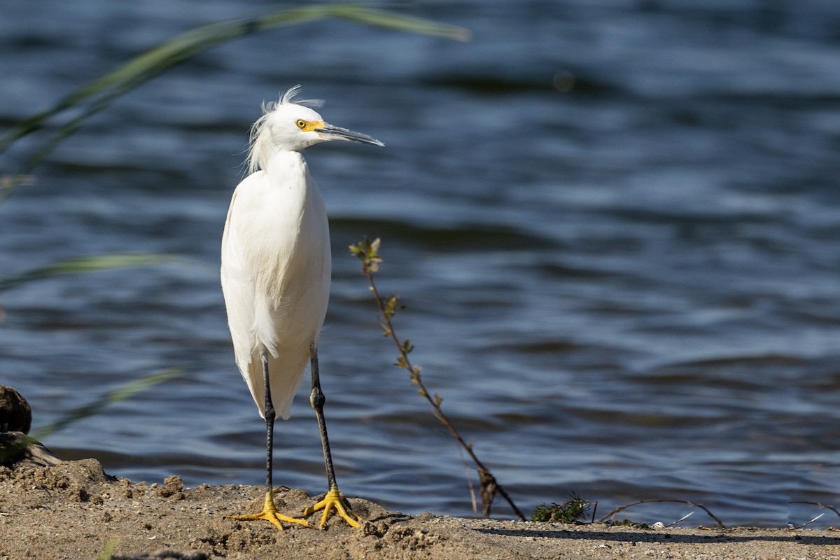 Snowy Egret - ML625589212