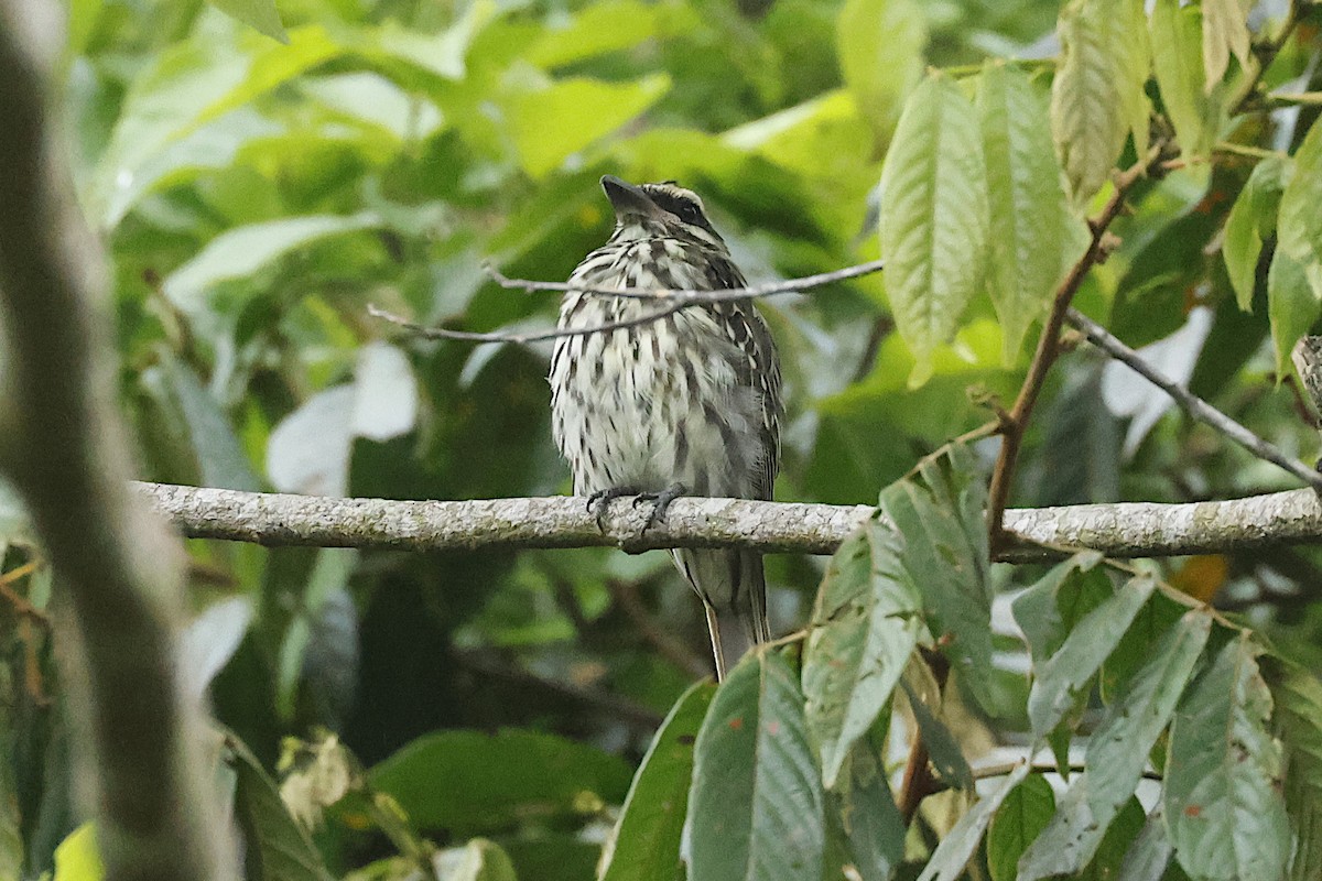 Streaked Flycatcher - Lyle Hamilton