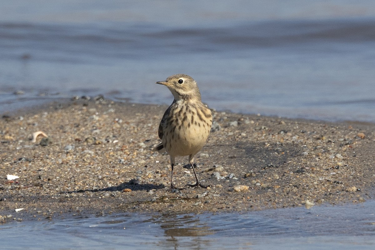 American Pipit - ML625589240