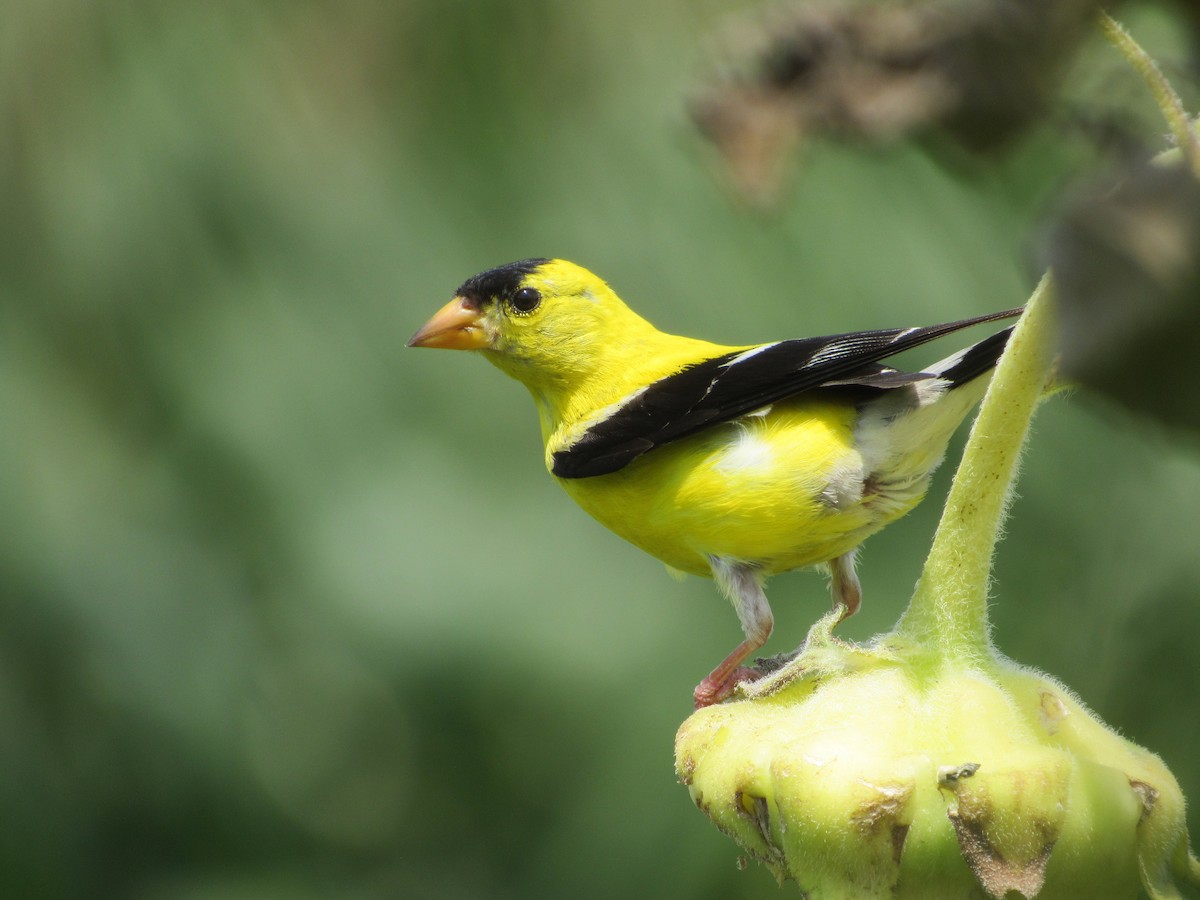 American Goldfinch - ML625589840