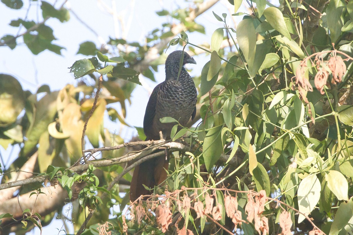 Colombian Chachalaca - ML625590091