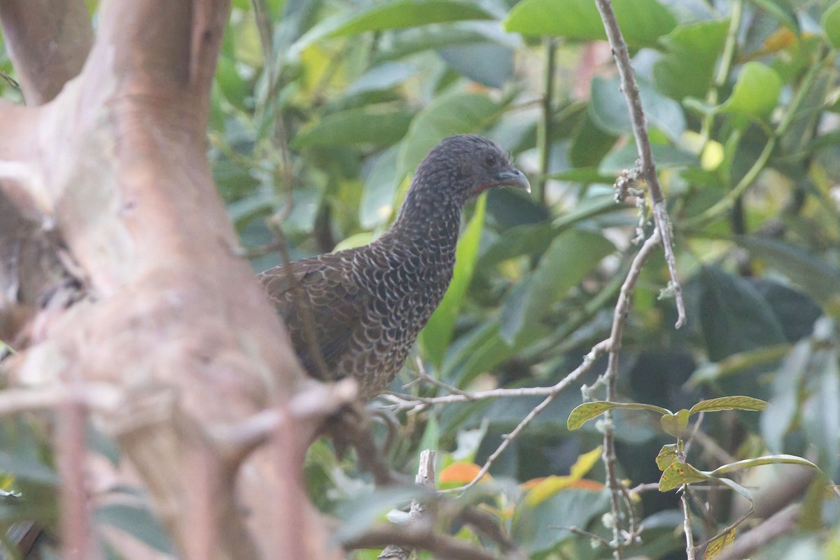 Colombian Chachalaca - ML625590172