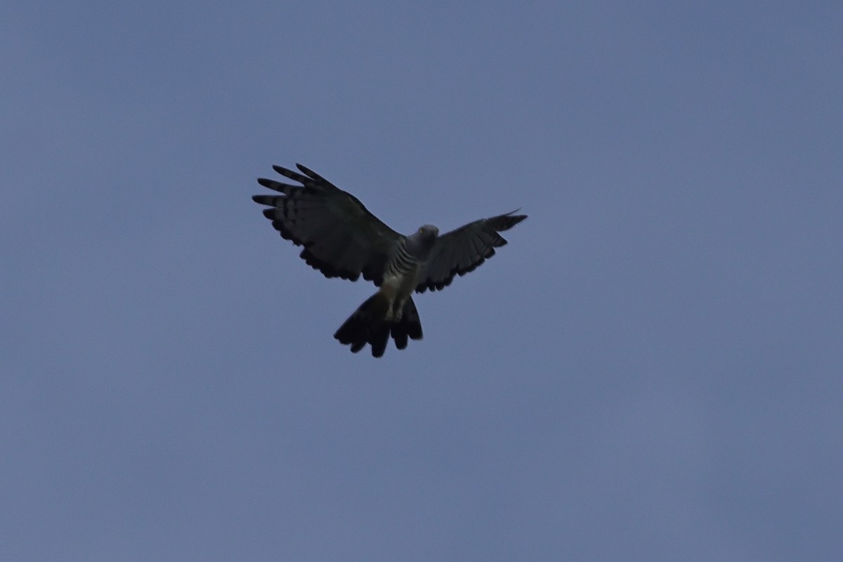 Pacific Baza - ML625590256