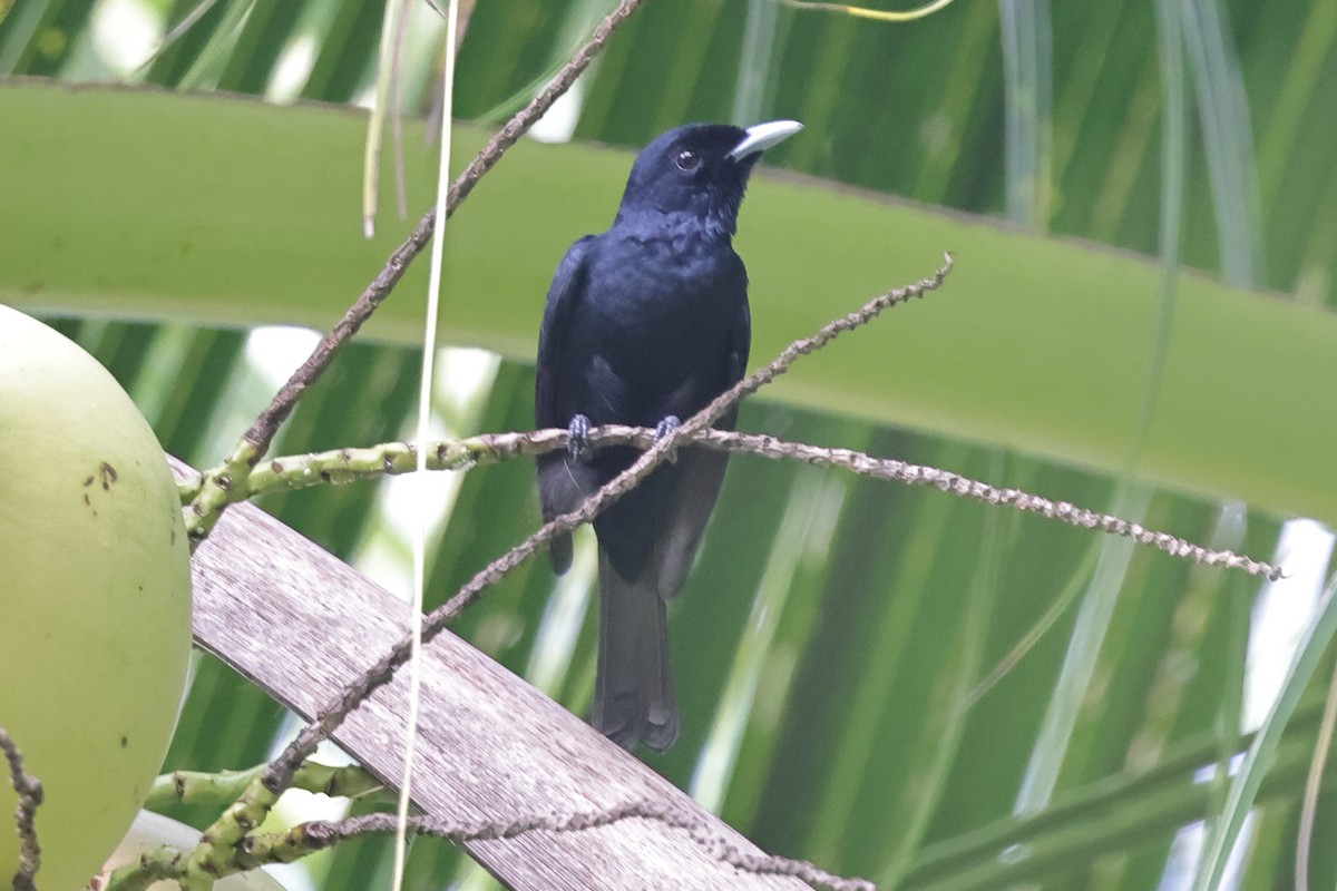 Chestnut-bellied Monarch - ML625590262