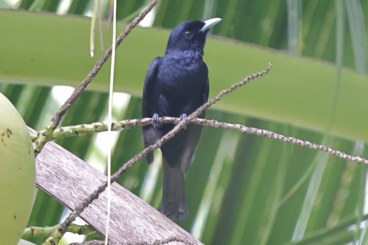 Chestnut-bellied Monarch - ML625590265