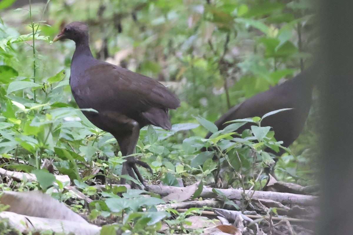 Melanesian Megapode - ML625590276