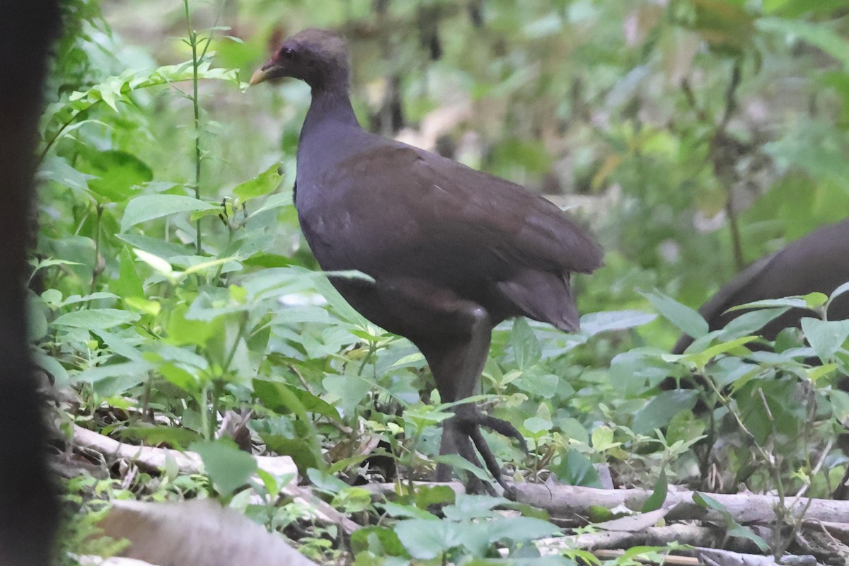 Melanesian Megapode - ML625590277