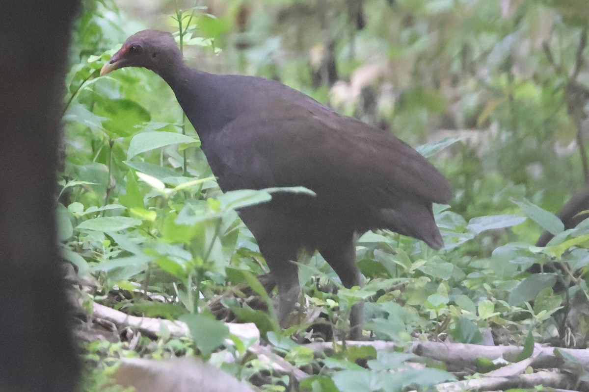 Melanesian Megapode - ML625590280