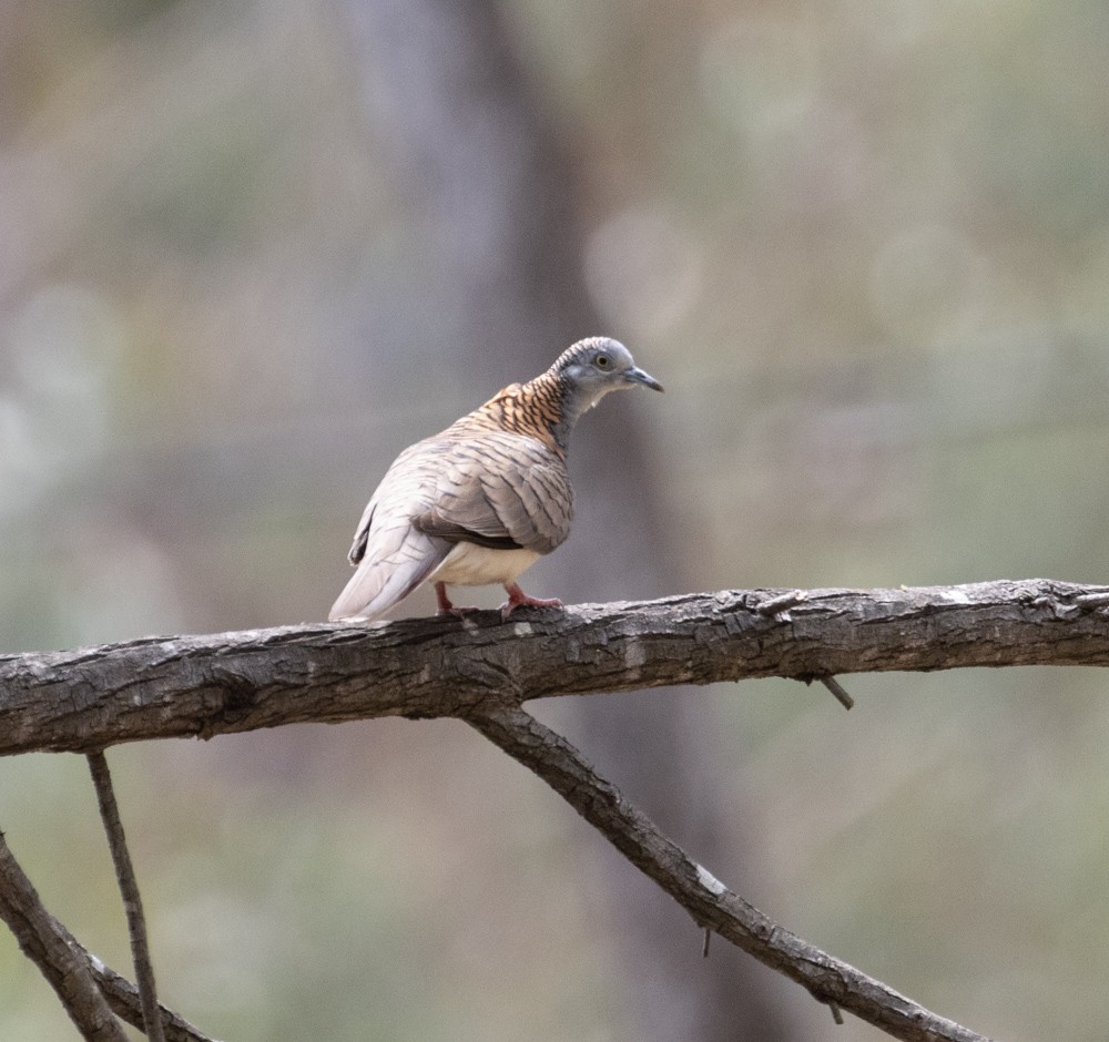 Bar-shouldered Dove - ML625590295