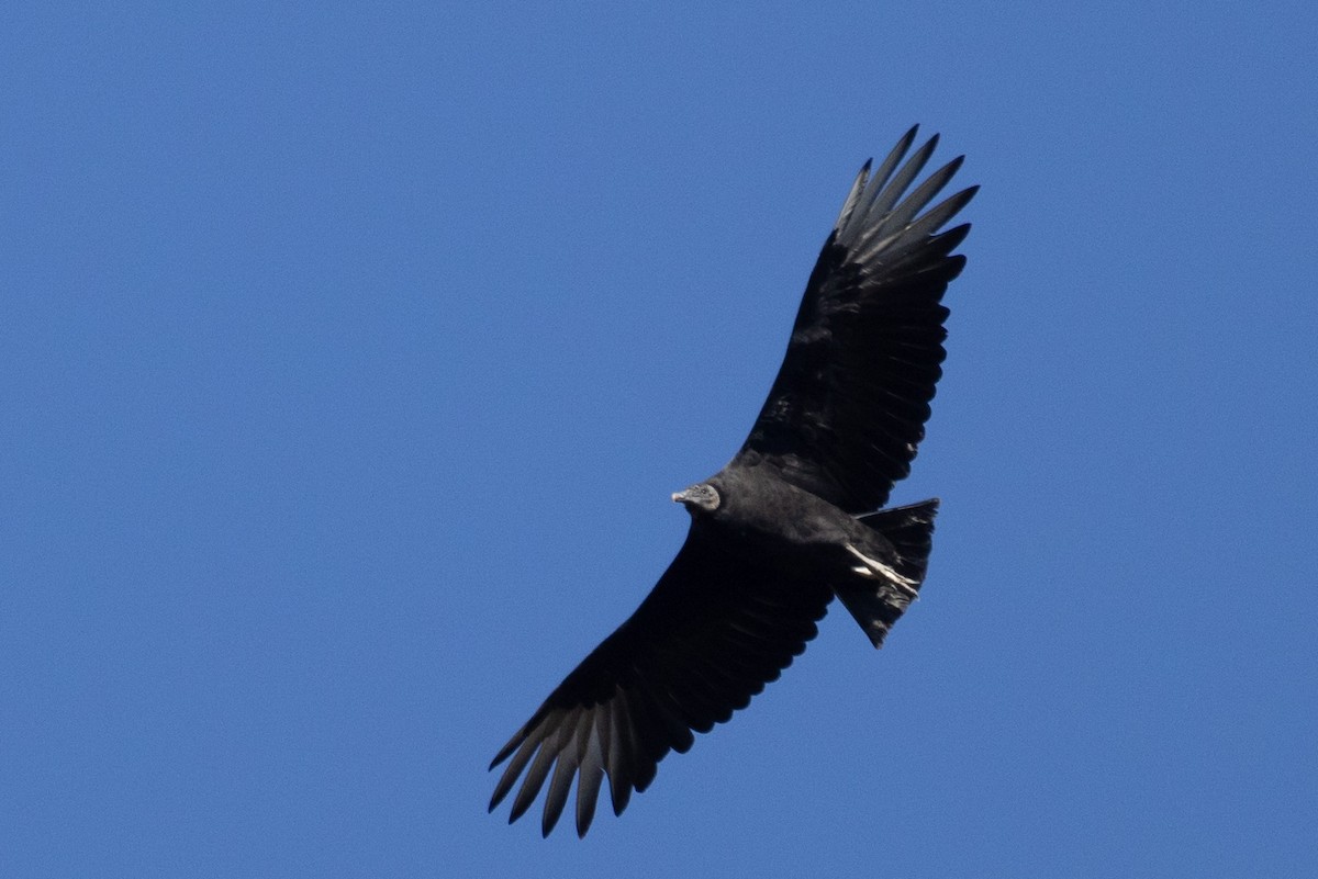 Black Vulture - ML625590389