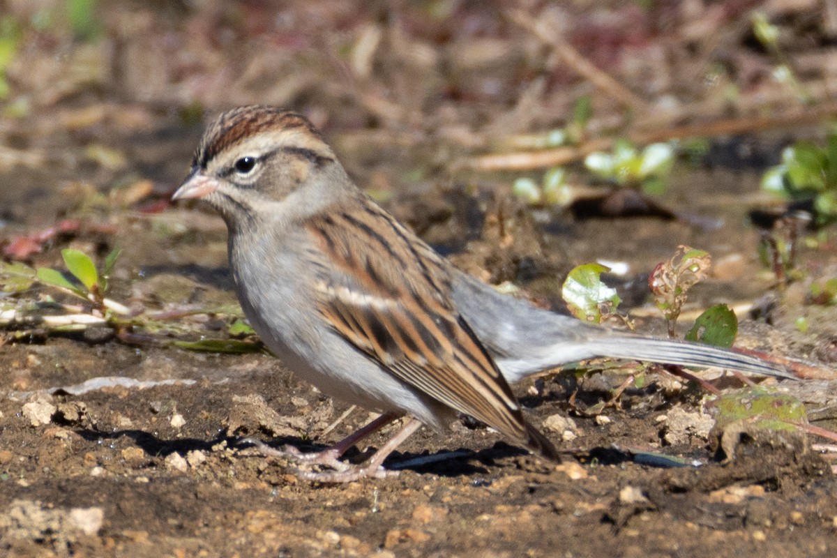 Chipping Sparrow - ML625590395