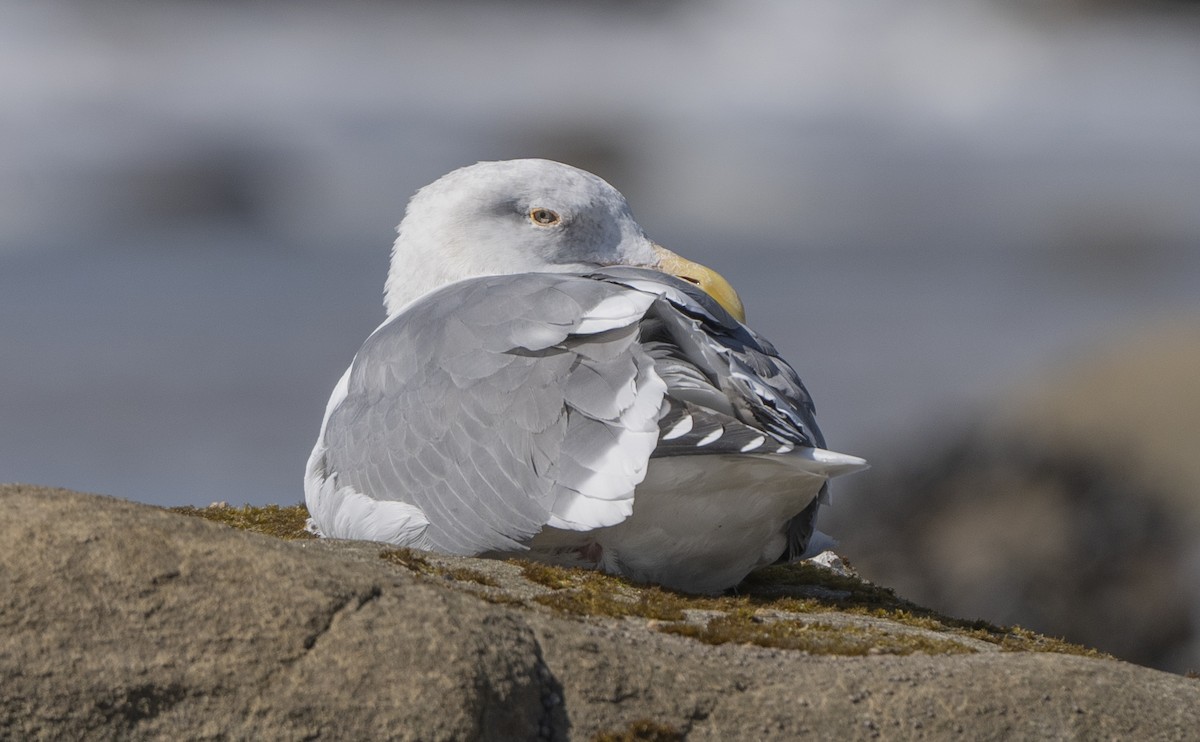 Western Gull - ML625590431