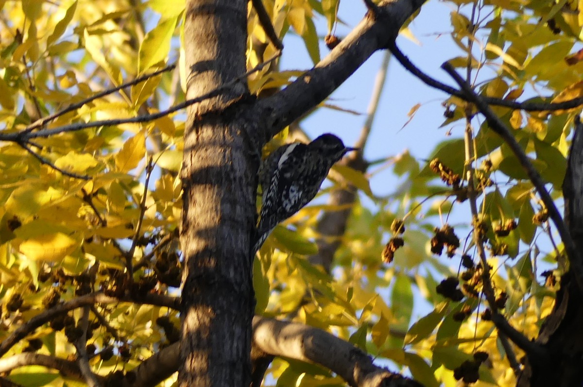 Yellow-bellied Sapsucker - ML625590436