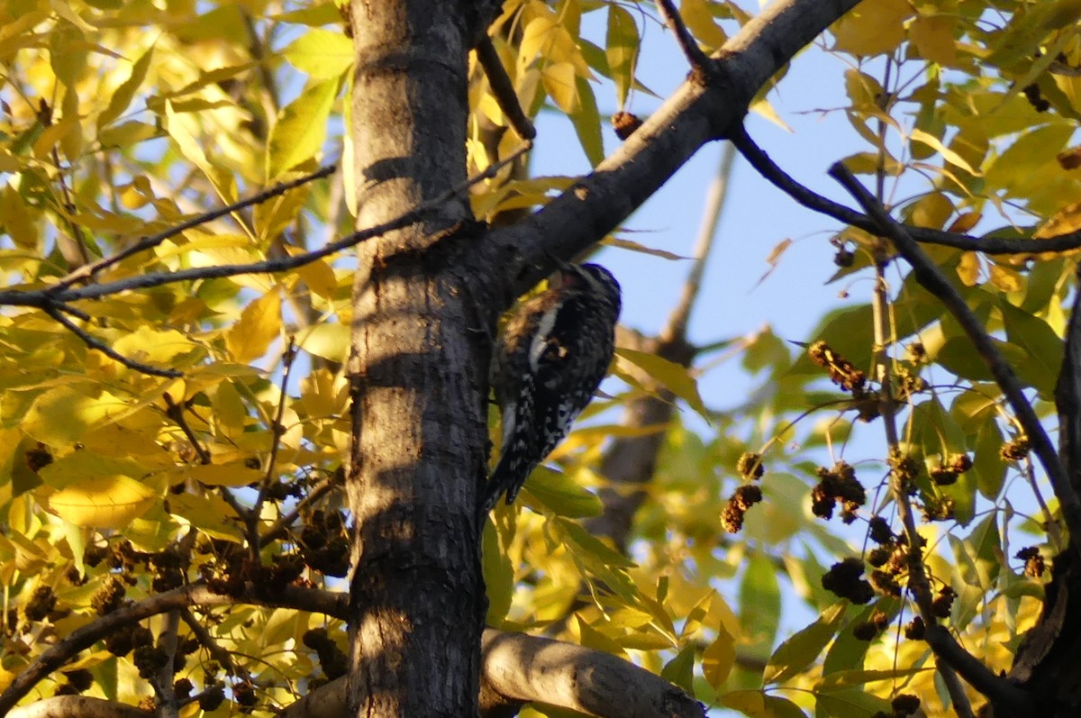 Yellow-bellied Sapsucker - ML625590437