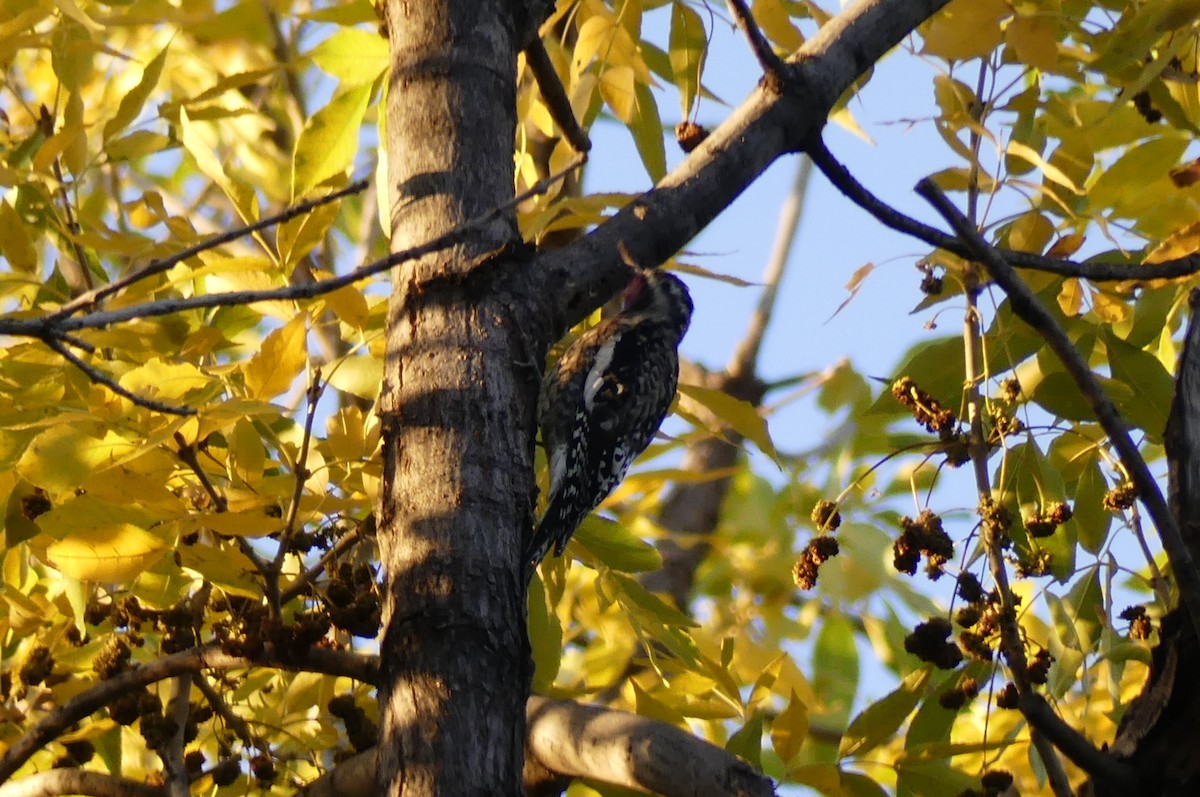 Yellow-bellied Sapsucker - ML625590439