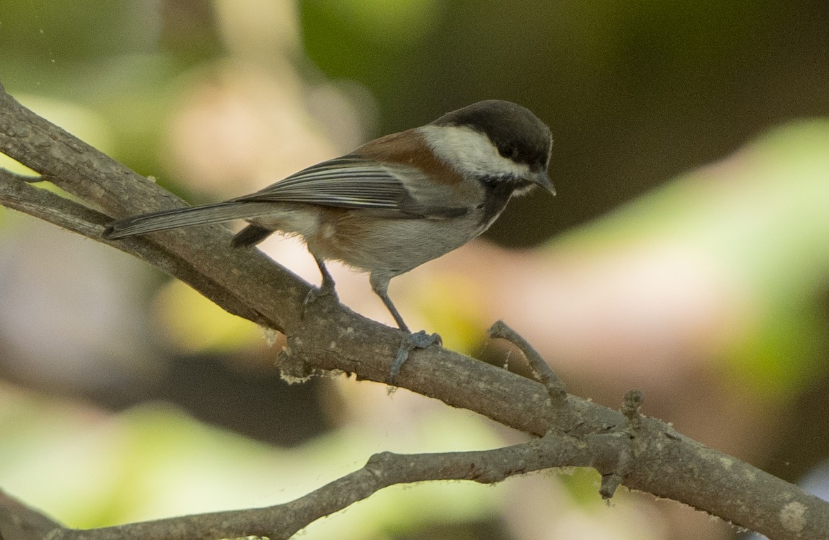 Chestnut-backed Chickadee - ML625590446
