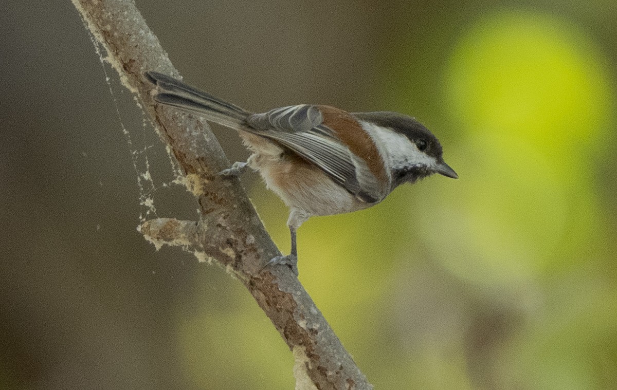 Chestnut-backed Chickadee - ML625590447