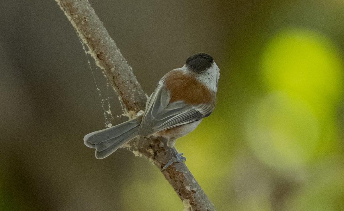 Chestnut-backed Chickadee - ML625590448